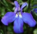 Lobelia Erinus